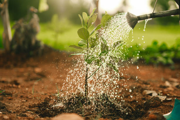 istock Watering the tree in sunny background 1340262234