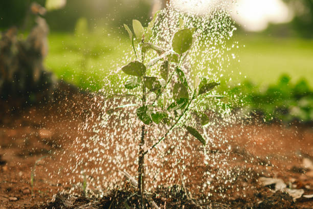 istock Watering the tree in sunny background 1340262239