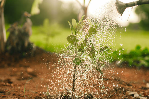 istock Watering the tree in sunny background 1340262240