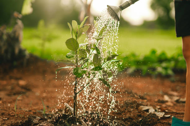 istock Watering the tree in sunny background 1340262263