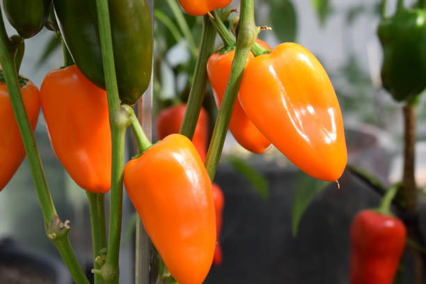 Small Capcicum 27,400+ Small Capsicum Stock Photos, Pictures & Royalty-Free Images ...