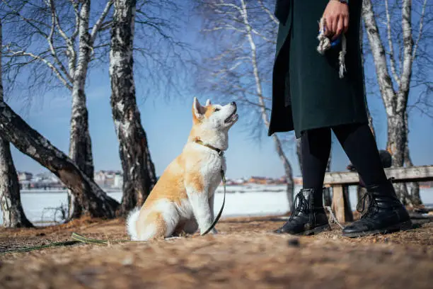 Loyal akita inu puppy looks at woman in dark-green coat holding rope toy in the birch park. Master is training her dog on the fresh air.