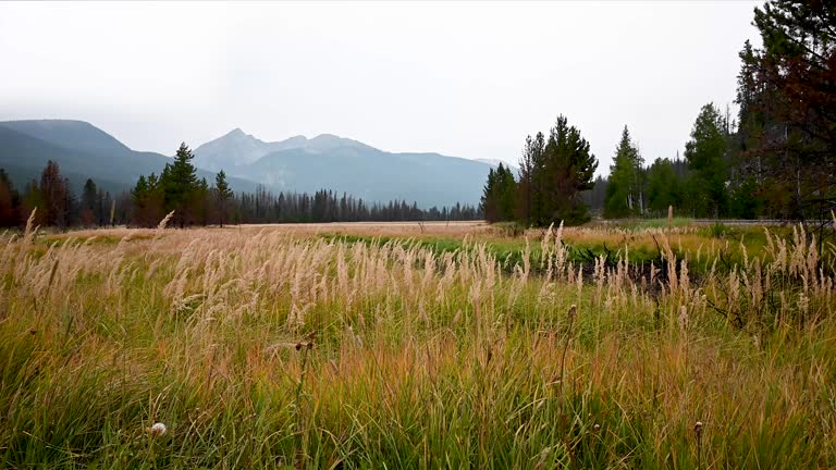 Tall grass blowing in Rocky Mountain National Park