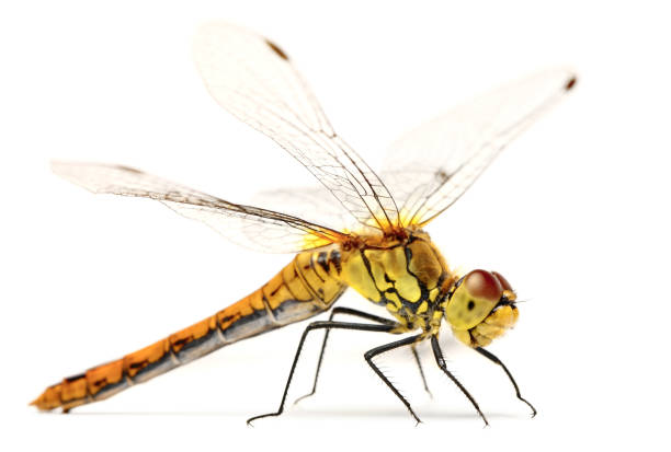 Yellow Dragonfly Yellow Dragonfly dragonfly photos stock pictures, royalty-free photos & images
