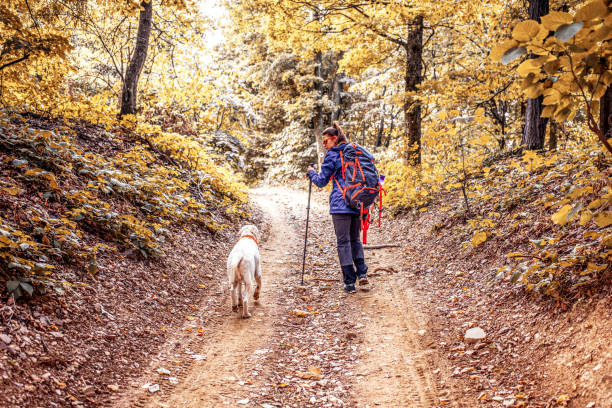 istock Walking the dog through the woods 1340263414