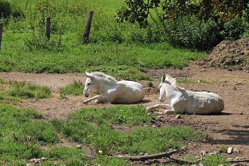 White donkeys in an animal farm.