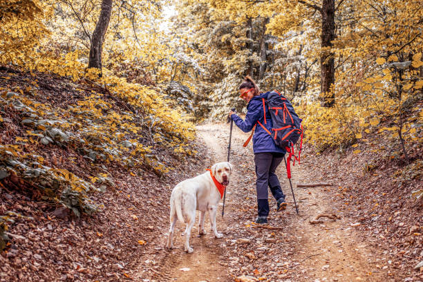 istock Walking the dog through the woods 1340263553