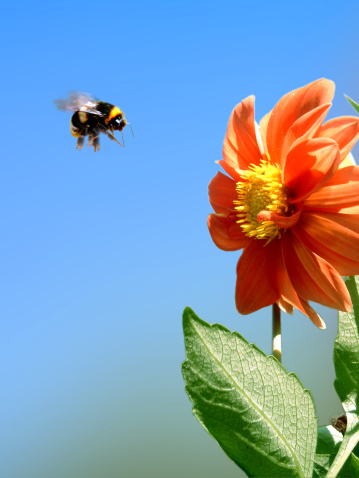 a bee flying to a flower.