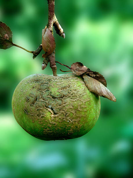 rotten apple pesa - fotografia de stock