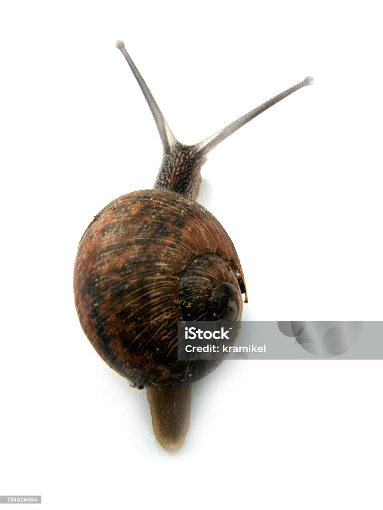 snail2 - Lizenzfrei Einzelner Gegenstand Stock-Foto