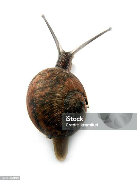 Snail2 Stockfoto und mehr Bilder von Einzelner Gegenstand - Einzelner Gegenstand, Farbbild, Fotografie