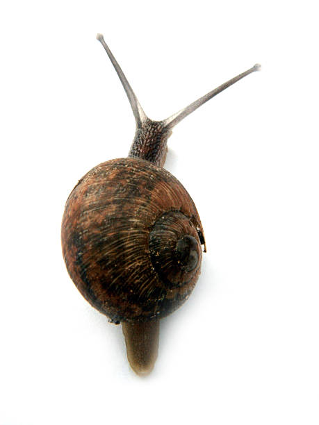 snail2 - fotografia de stock