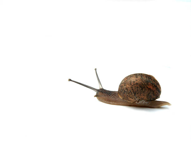 Pequena Caracol - fotografia de stock