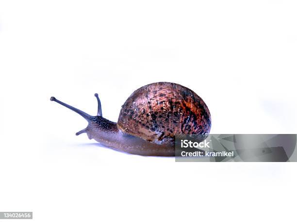 Foto de Outra Caracol e mais fotos de stock de Animal - Animal, Azul, Branco