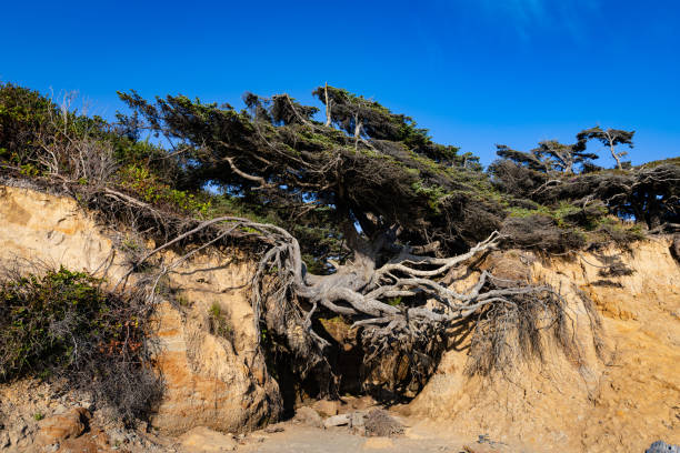 istock Tree of Life with big log in Front Close up. 1340264895