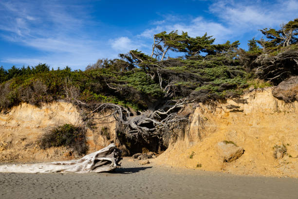istock Tree of Life with big log in Front. 1340264926