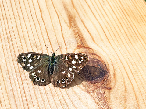 Speckled Wood butterfly settled next to knot on wooden plank with wings spread wide open, Devon, England, UK