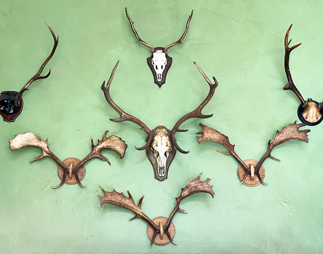 Trophy wall of mounted deer and antelope heads with antlers in a random pattern as found in many a country house, Devon, England, UK
