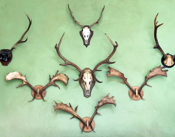 Animal Trophy Wall Stock Photos, Pictures & Royalty-Free Images - iStock Animal Trophy Wall Stock Photos, Pictures & Royalty-Free Images - iStock