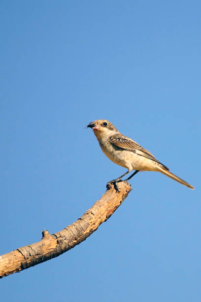istock Birds in freedom and in their environment. 1340265072