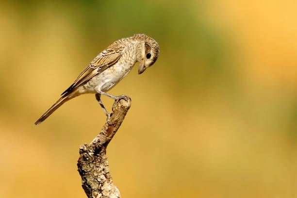 istock Birds in freedom and in their environment. 1340265076