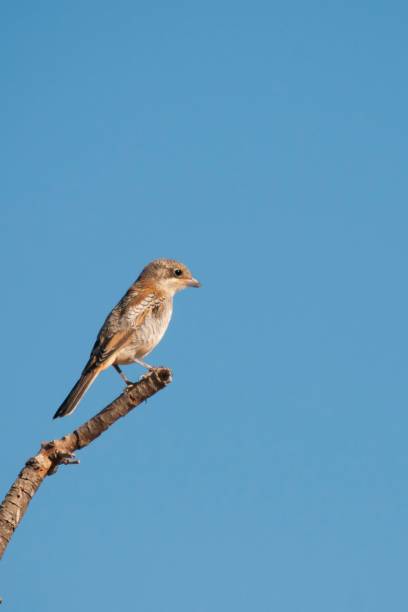 istock Birds in freedom and in their environment. 1340265111