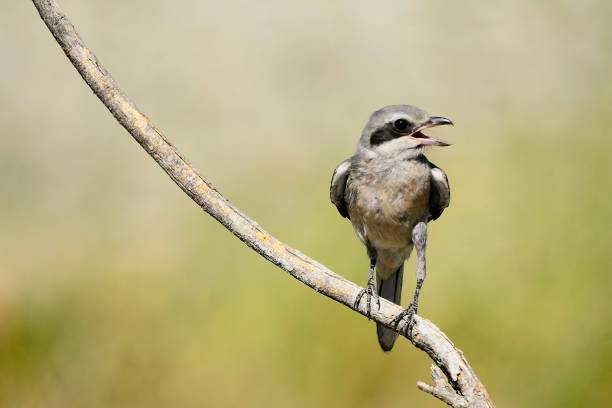 istock Birds in freedom and in their environment. 1340265116