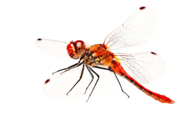 Photo of Red Dragonfly