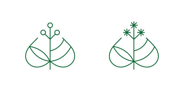 Logo sign line green linden tilia cordata leaf Identity Elegant line two signs line green linden tilia cordata leaf Identity tilia cordata stock illustrations