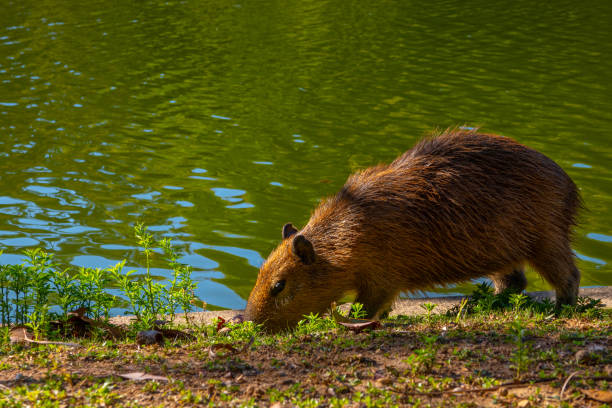 A capybara eating grass on the edge of a lake