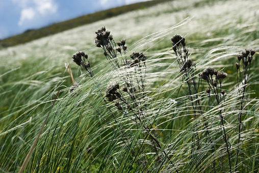 Dry plants among silvery strands of feather grass on a hillside
