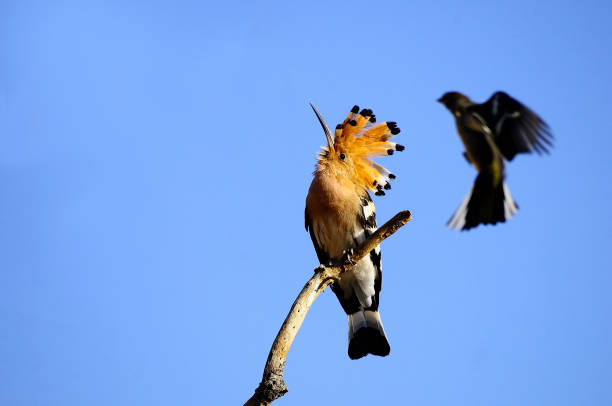 istock Birds in freedom and in their environment. 1340269409
