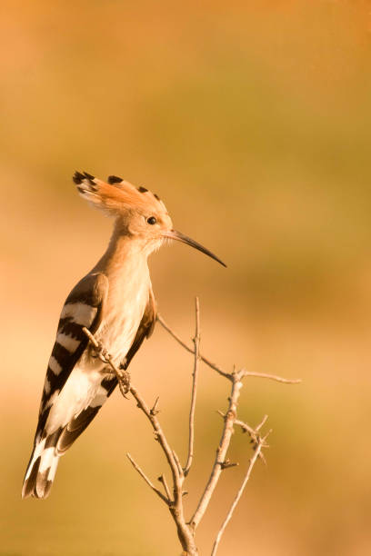 istock Birds in freedom and in their environment. 1340269415