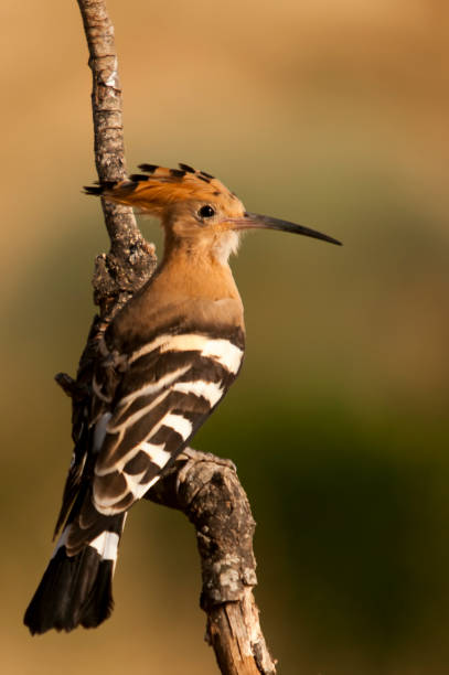 istock Birds in freedom and in their environment. 1340269420