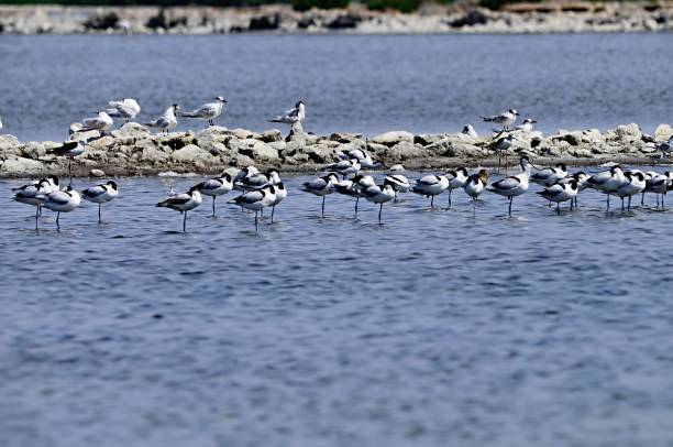 istock Birds in freedom and in their environment. 1340269455