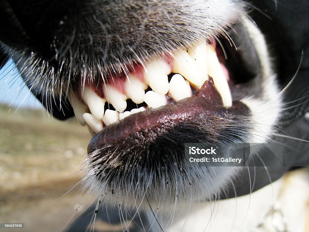 Denti di cane - Foto stock royalty-free di Cane