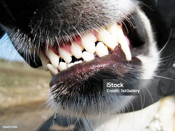 Denti Di Cane - Fotografie stock e altre immagini di Cane - Cane, Mordere, Pericolo