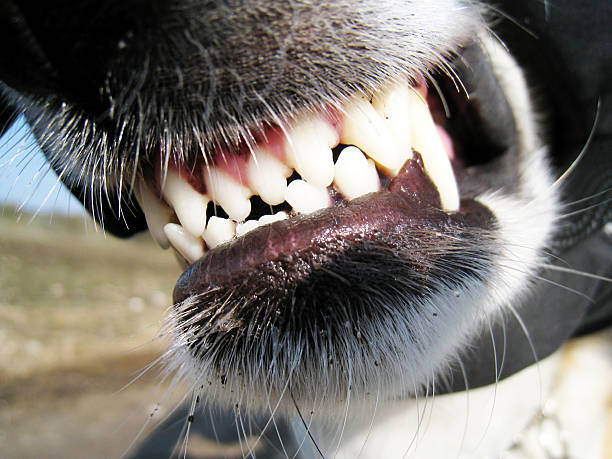 dente de cão - dog alarm imagens e fotografias de stock