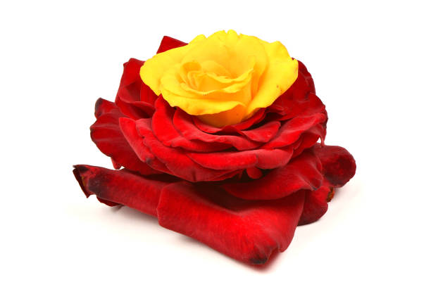 istock Red rose flower isolated 1340271514