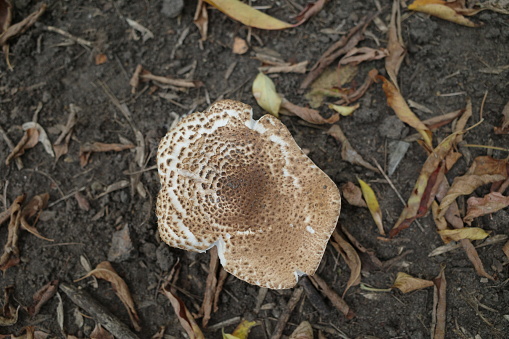 the head of the lepiota mushroom on the background of dry leaves. Mushroom cap close-up. Plants background