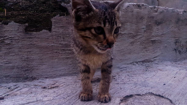 istock Cute little gray kitten 1340271784