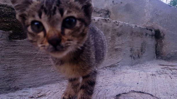 istock Cute little gray kitten 1340271827