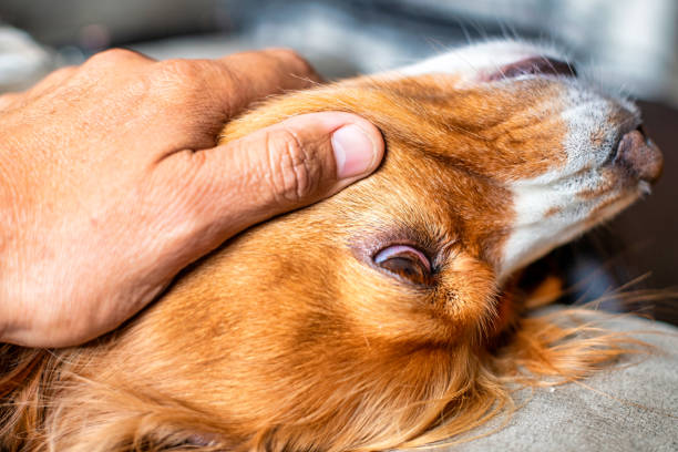 istock The Eye of a Cocker Spaniel Dog 1340272160