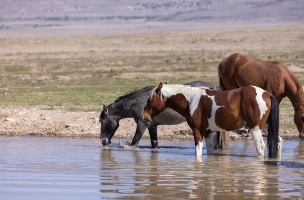 istock Wild Horses at a Desert Waterhole 1340272754
