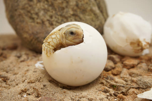 istock Africa spurred tortoise being born,Tortoise Hatching from Egg 1340272765