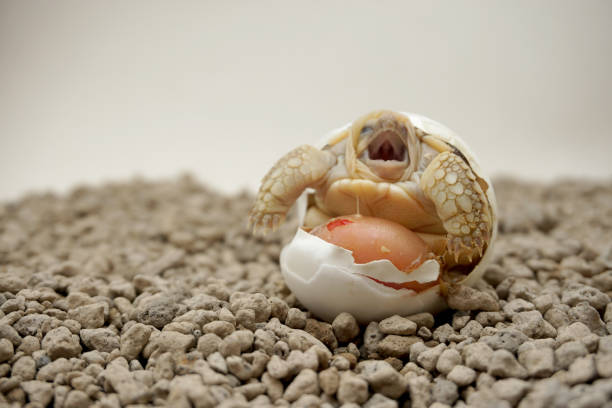 istock Africa spurred tortoise being born,Tortoise Hatching from Egg 1340272790