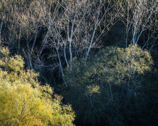 istock Three tree species in different stages of foliation 1340272811