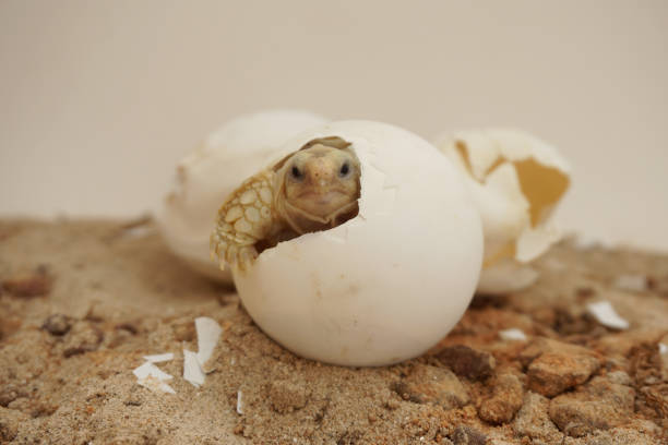 istock Africa spurred tortoise being born,Tortoise Hatching from Egg 1340272890