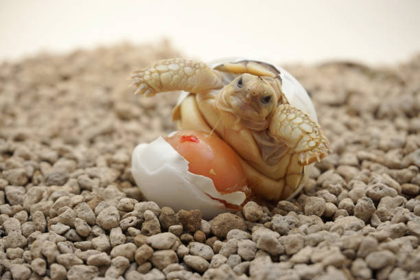istock Africa spurred tortoise being born,Tortoise Hatching from Egg 1340272924