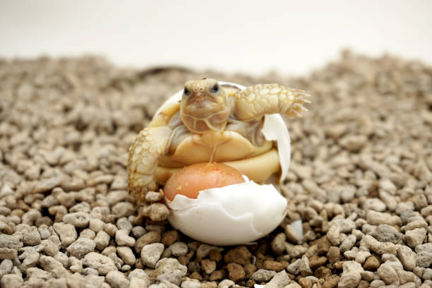 istock Africa spurred tortoise being born,Tortoise Hatching from Egg 1340272951